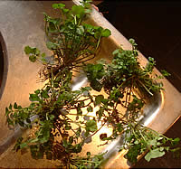 Hairy Bittercress