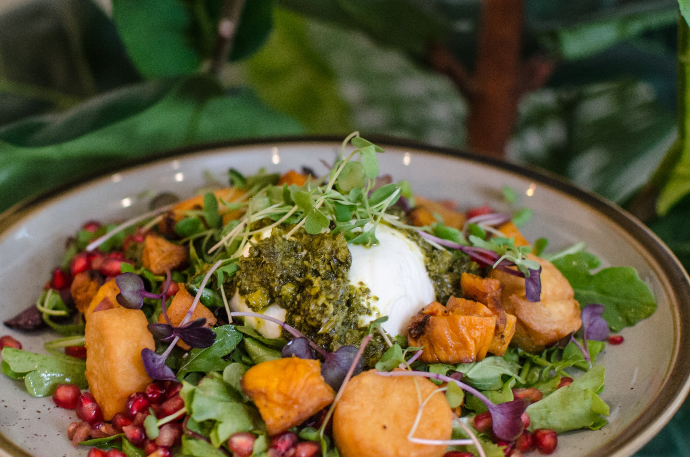 A salad of sweet potato, burrata, pomegranate seeds, and a green pesto-like sauce sits on a plate on a green leafy background.