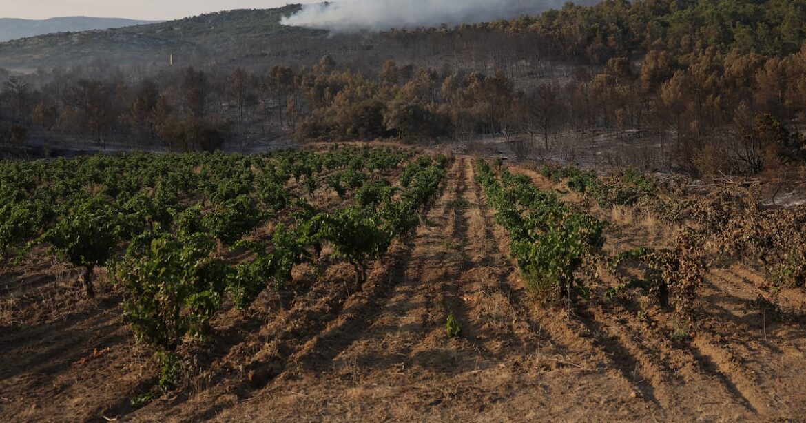 France battles biggest wildfire in seven decades, as winemakers point to loss of ‘fire break’ vineyards – The Irish Times France battles biggest wildfire in seven decades, as winemakers point to loss of ‘fire break’ vineyards – The Irish Times