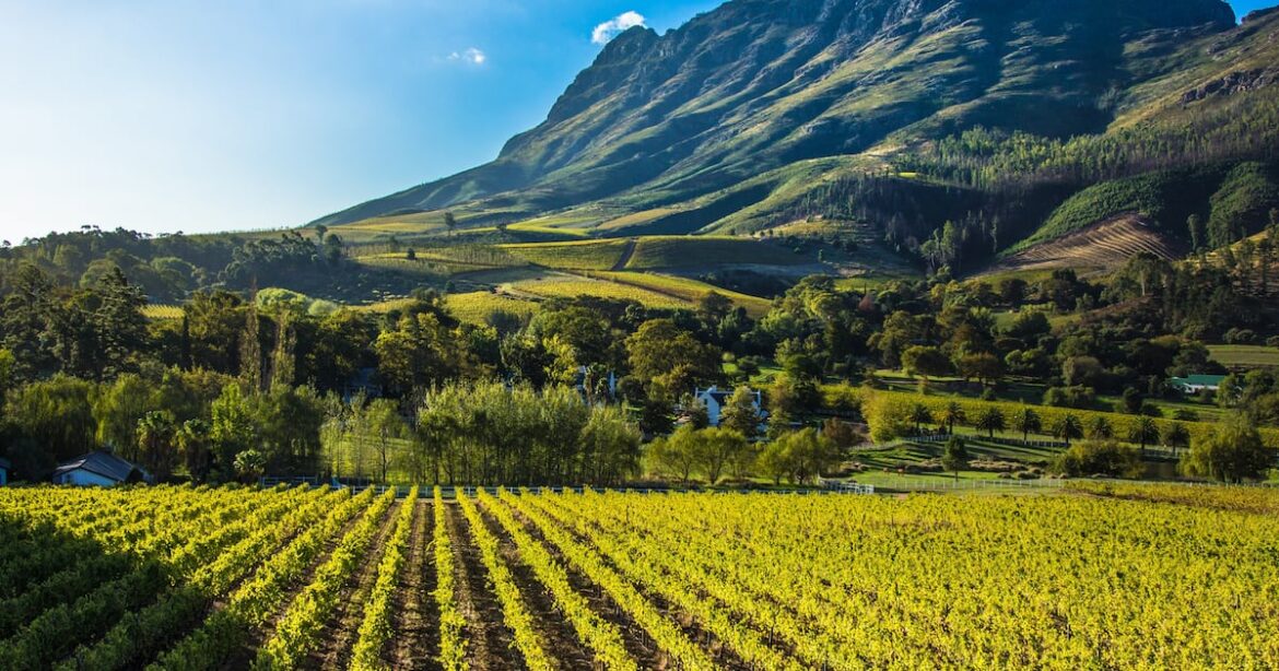 Winemakers see promising results despite low yields