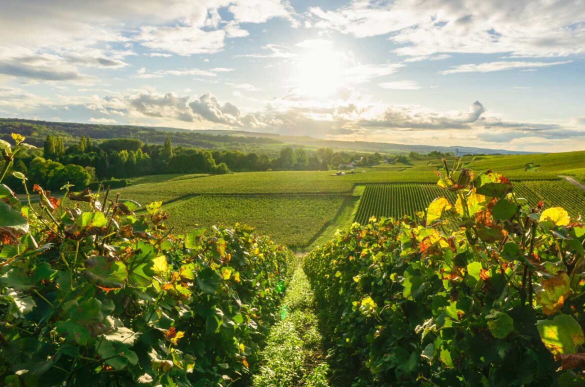 French harvest 2025: Volumes to jump as Burgundy, Champagne recover French harvest 2025: Volumes to jump as Burgundy, Champagne recover