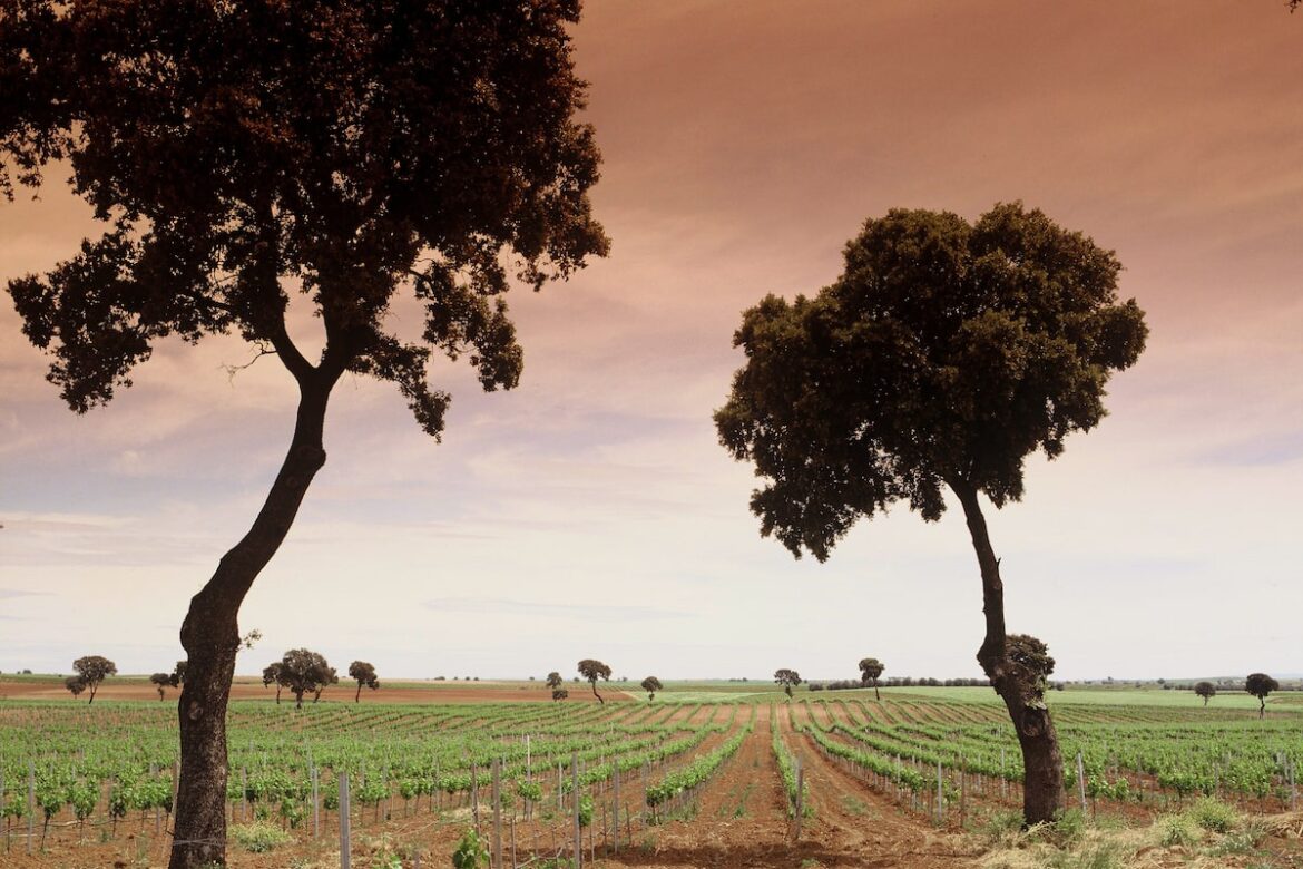 Six Spanish wines to try, including a well-priced and balanced tempranillo Six Spanish wines to try, including a well-priced and balanced tempranillo