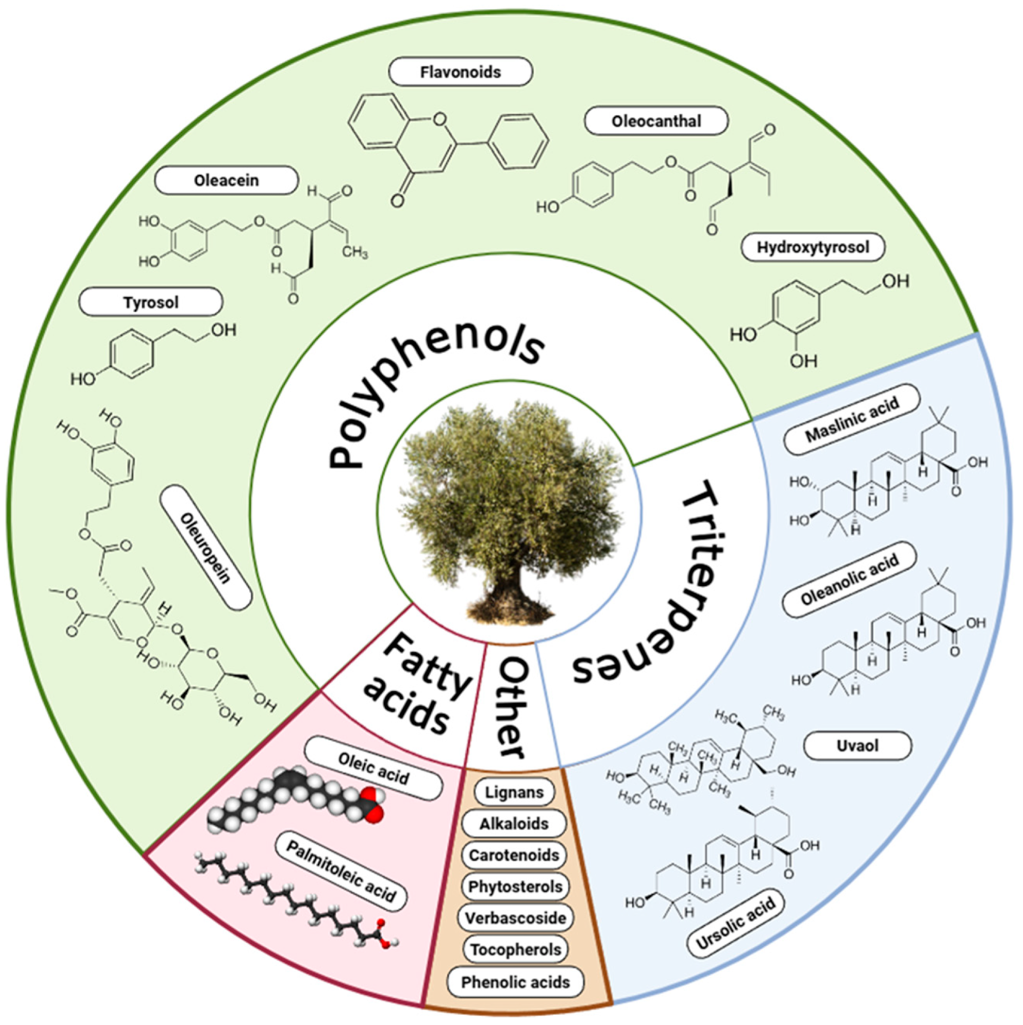 Main bioactive compounds in olive.
