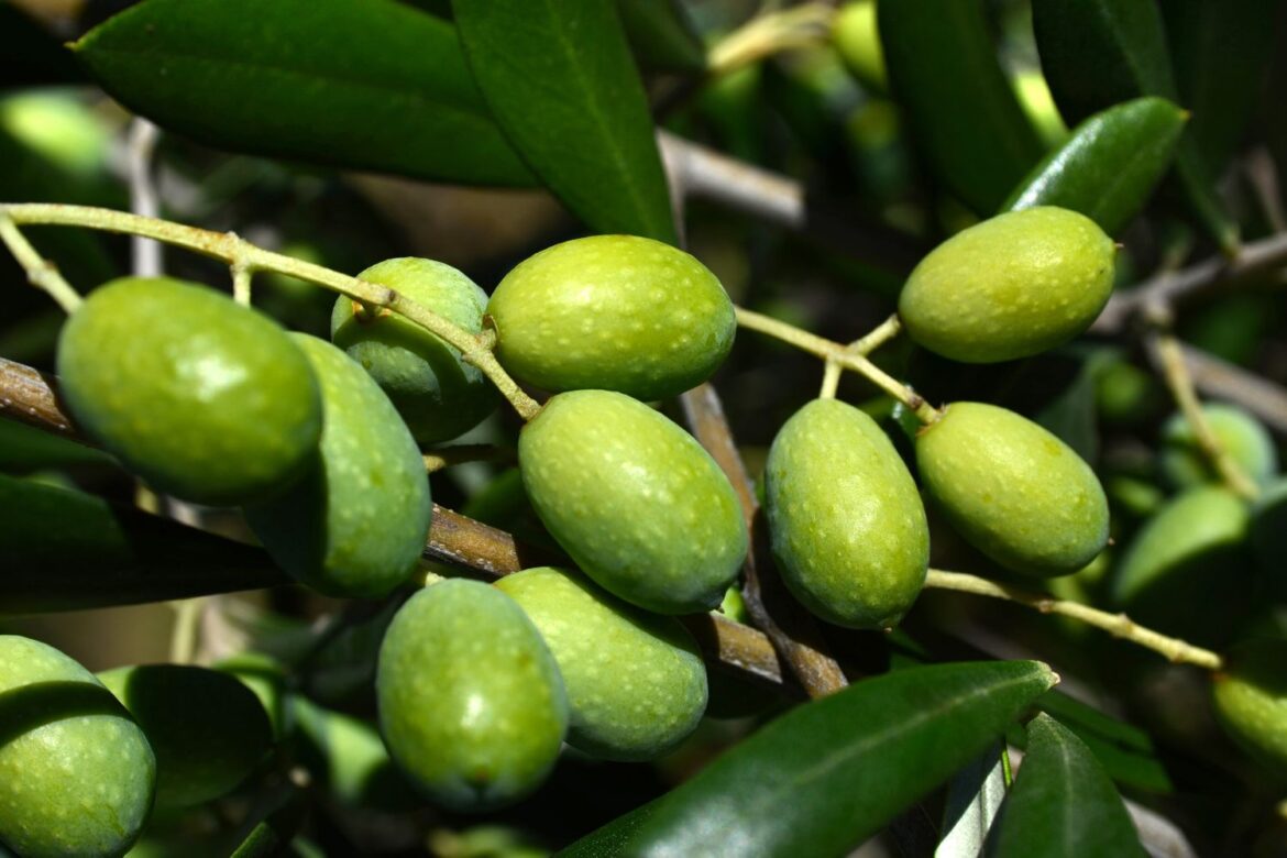 Italian Chefs Share Their Favorite Ways to Use Olives in the Kitchen