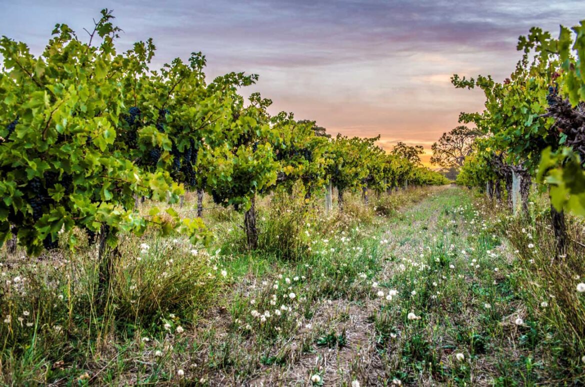 Langhorne Creek: Australia’s hidden fine wine region 