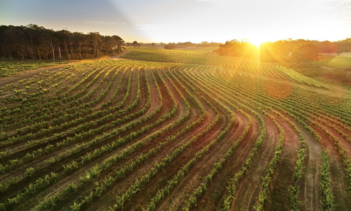 The Australian wine regions putting fine wines on Thai tables