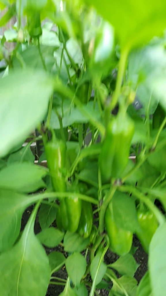 Sharing my garden update!