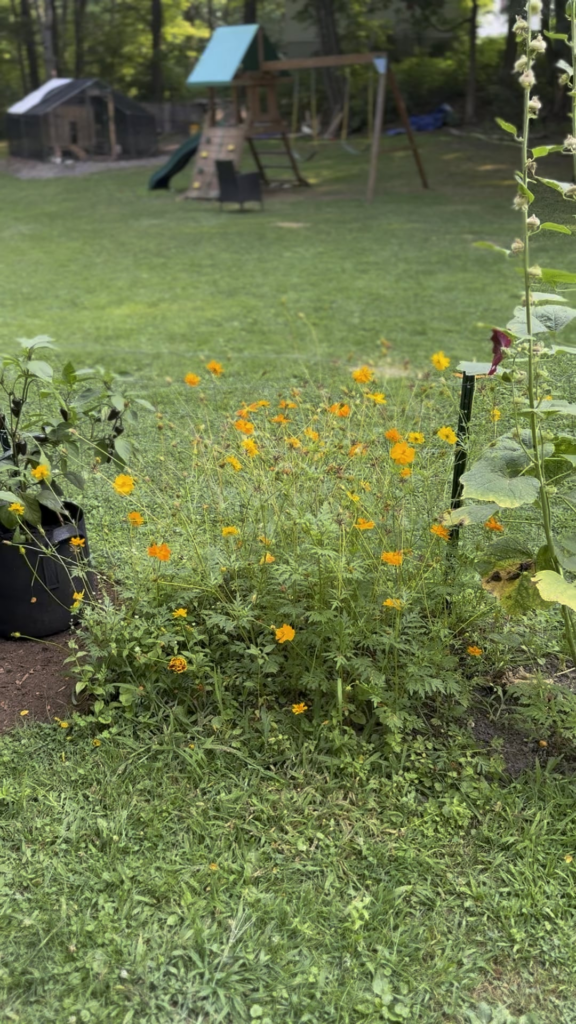 So proud of how my garden is turning out this year!!!