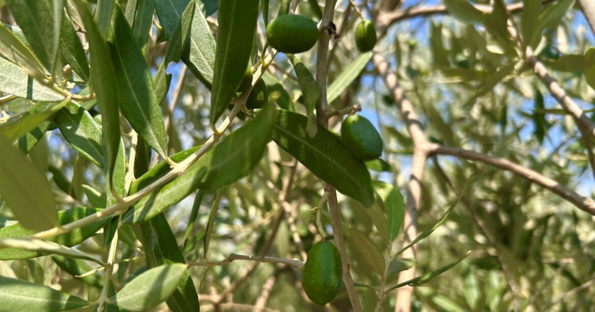 High-phenolic olive oil effective at low dose High-phenolic olive oil effective at low dose