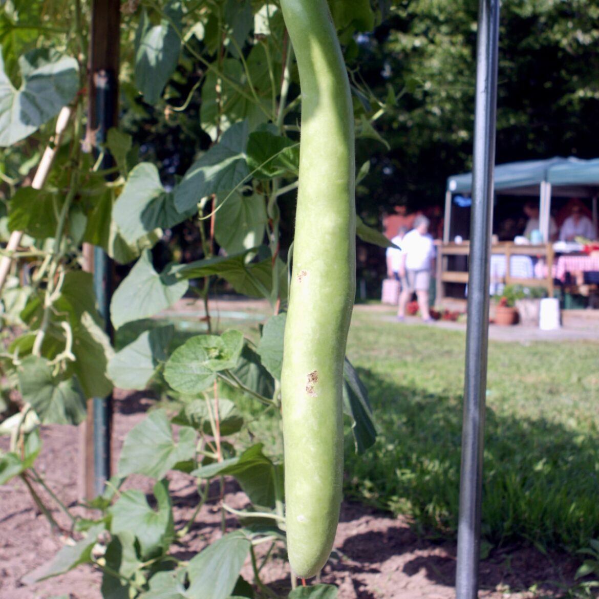 Gagootz recipes: How to cook a baseball-sized summer squash Gagootz recipes: How to cook a baseball-sized summer squash