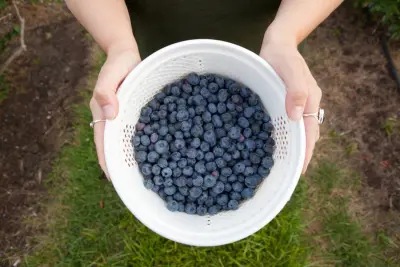 blueberries, blueberry, upick, u pick,