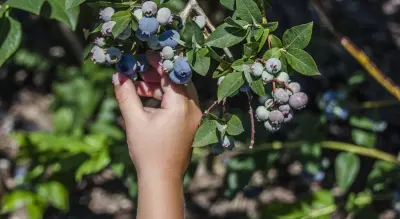 Northern Michigan blueberry U-pick farms