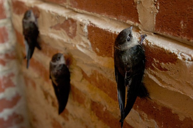 Chimney swifts being cared for by bird rehabilitator Jayne Amico...