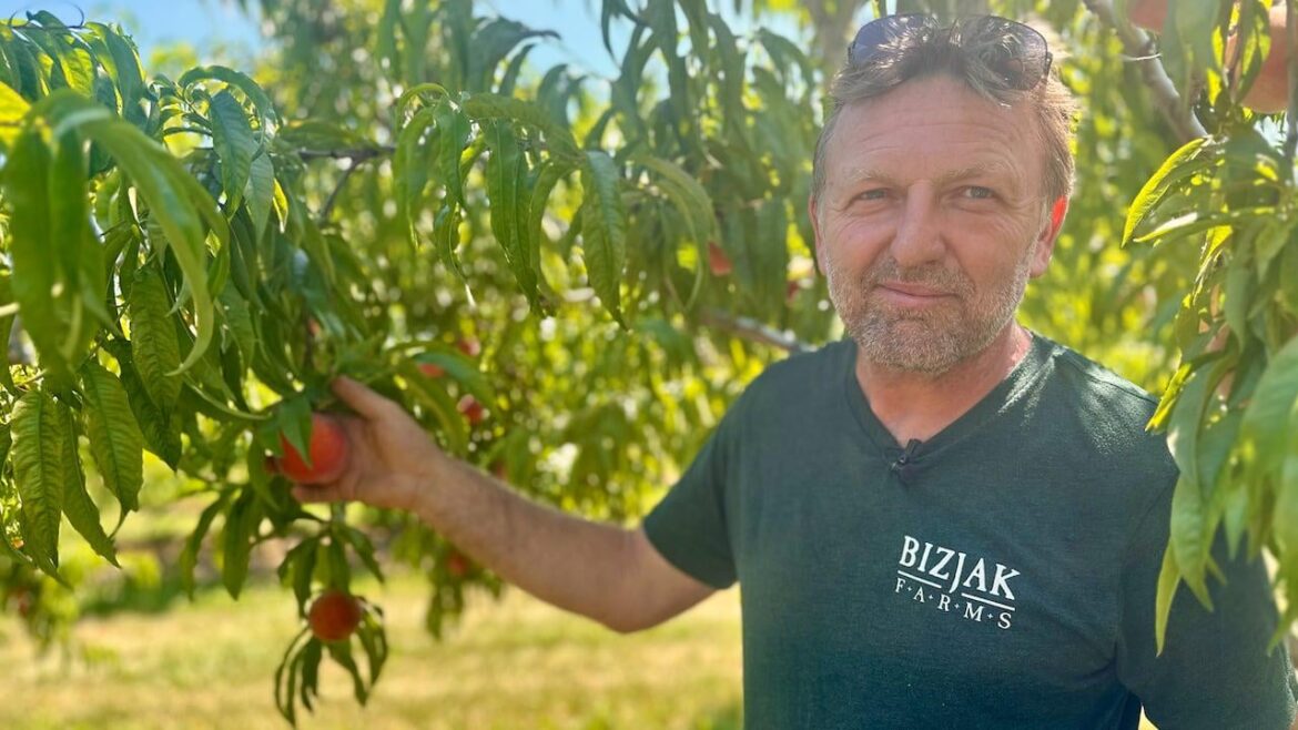 Now available: Ontario peaches! 🍑