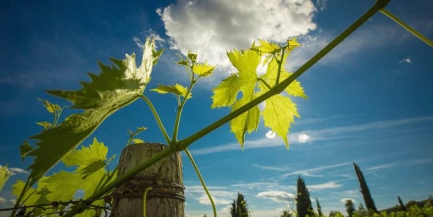 Vigna.figlie.2.H-770x386