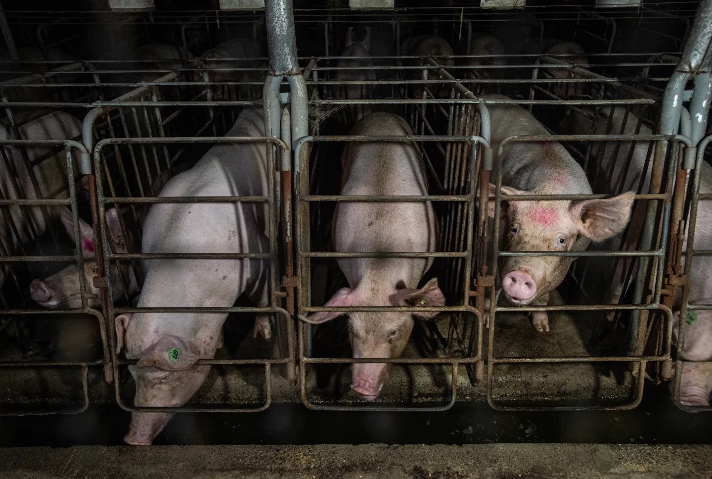 A stark, dimly lit photograph taken from a high angle shows several large, light-pink pigs confined in individual metal stalls inside what appears to be a factory farm. The narrow stalls are lined up in a row, barely wider than the pigs themselves, preventing them from turning around. The pig on the right looks directly up toward the camera, its snout and ears illuminated by the harsh overhead light. The floor is dark and appears wet, and the overall scene conveys a sense of intense confinement.