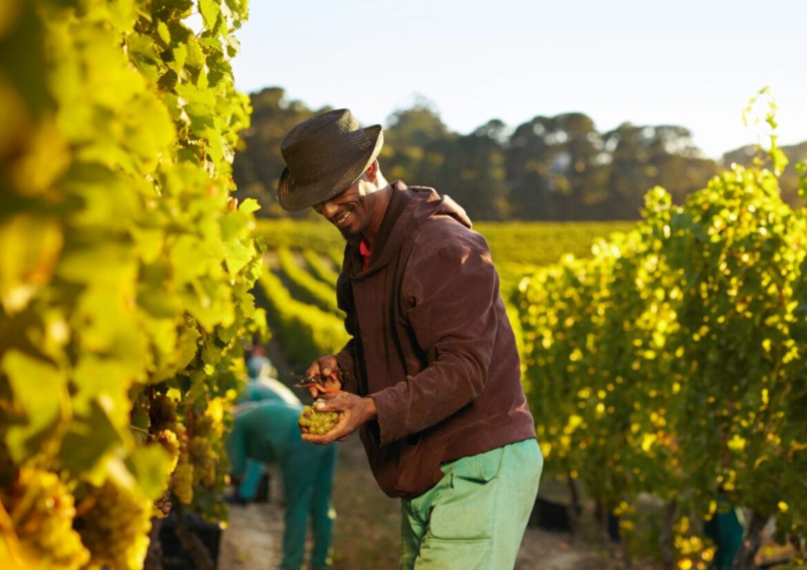 Wieta supports black wine producers’ path to equity and excellence