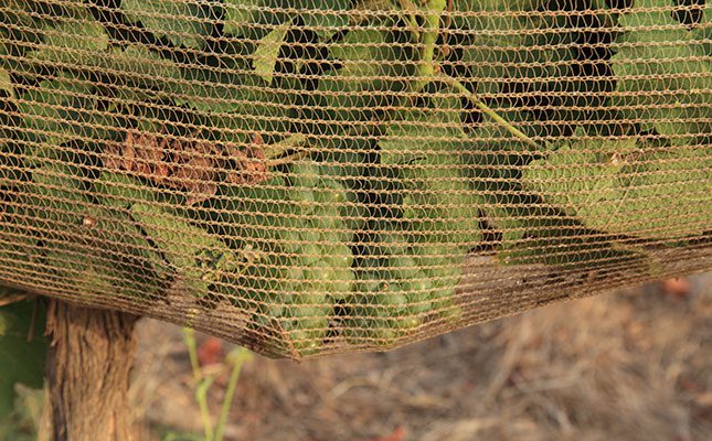 BFAP says adaptation is key to the wine industry’s future