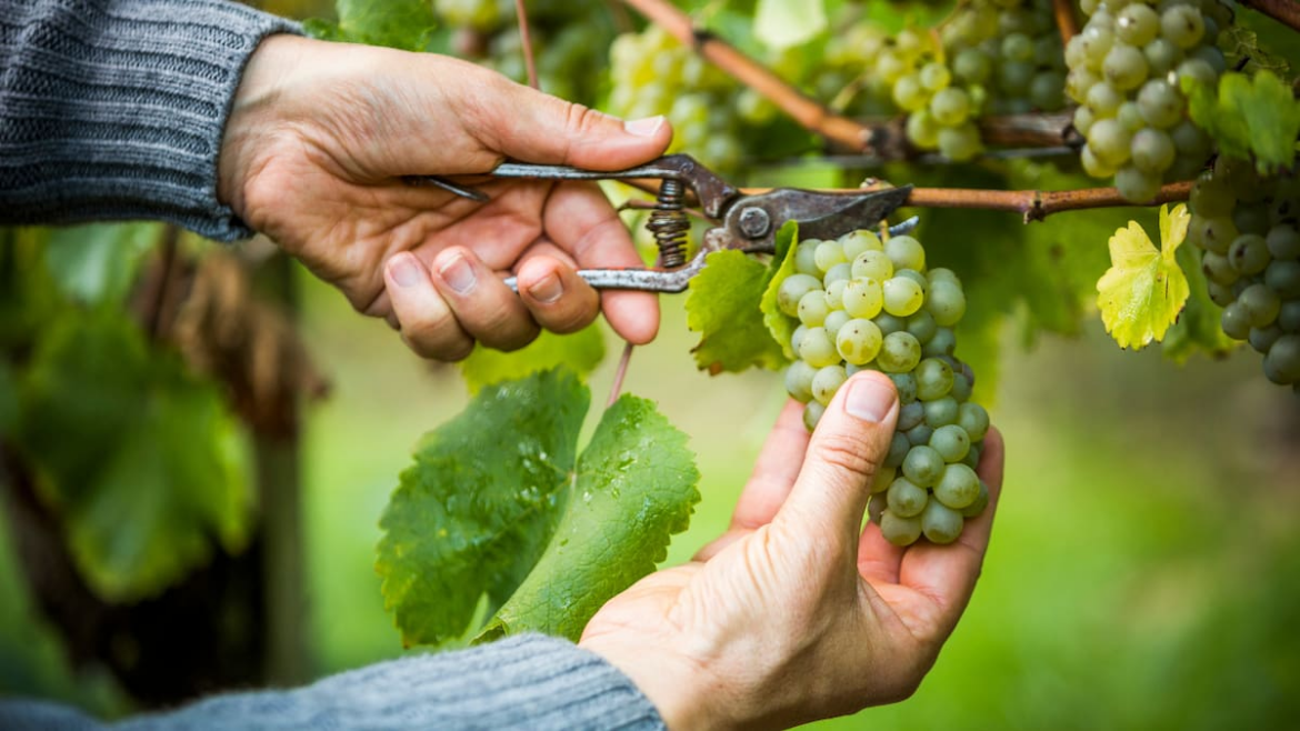 Weekend wine guide: Quality second label wines from top producers to try now