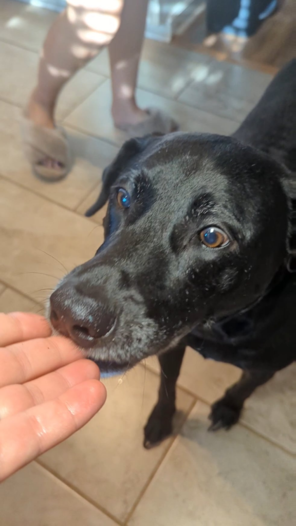 Dogs Love Brisket Too