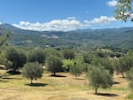 Some of Olio Piro's olive tree groves in southern Tuscany.