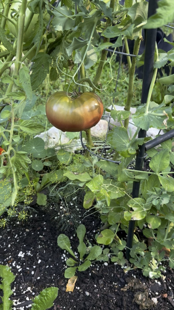 Cherokee Purp Inspected and Approved by Potato 🐾