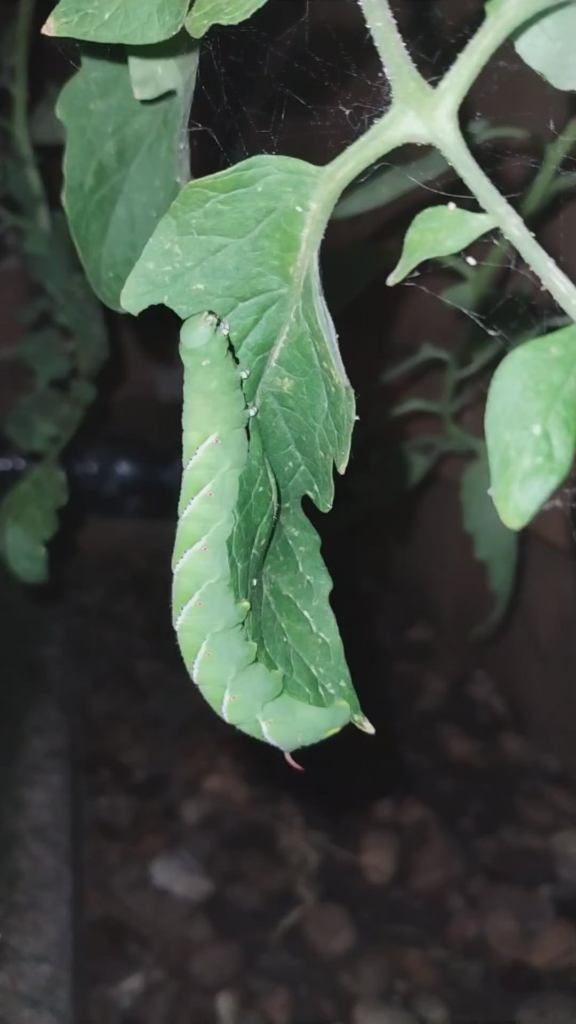 How fast the hornworm eats
