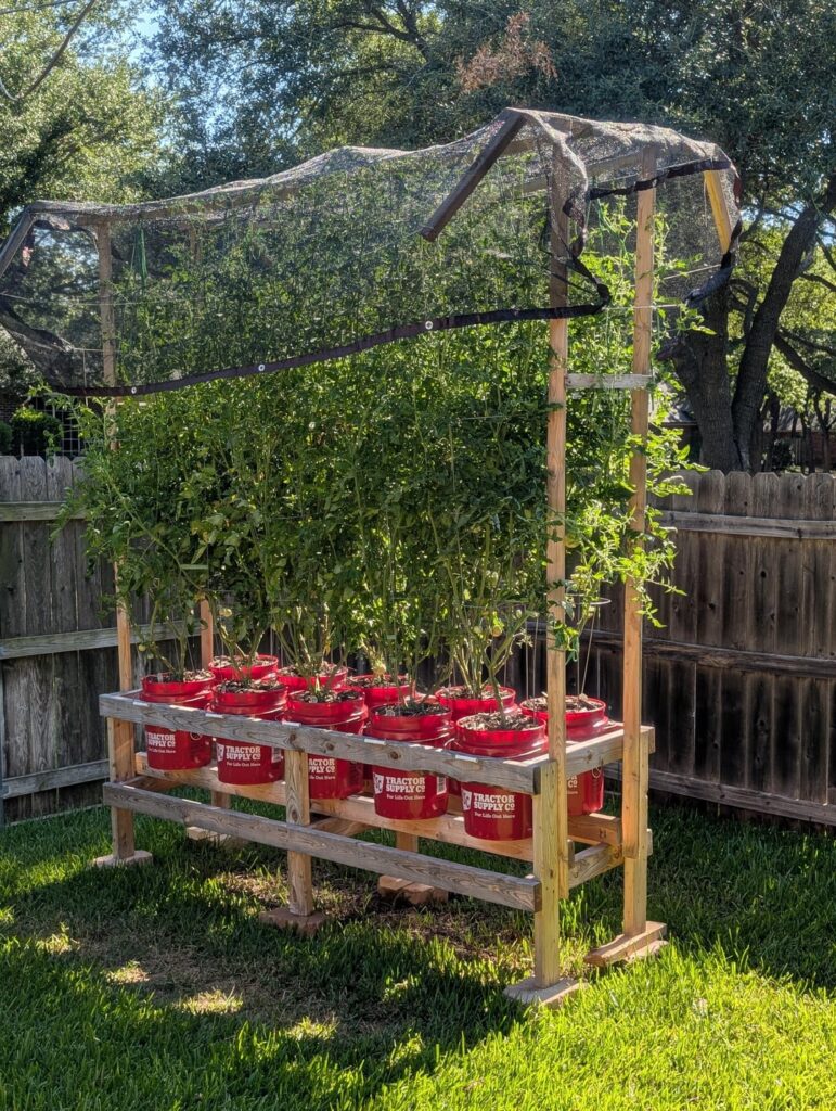 First time tomatoist in Fort Worth, TX First time tomatoist in Fort Worth, TX