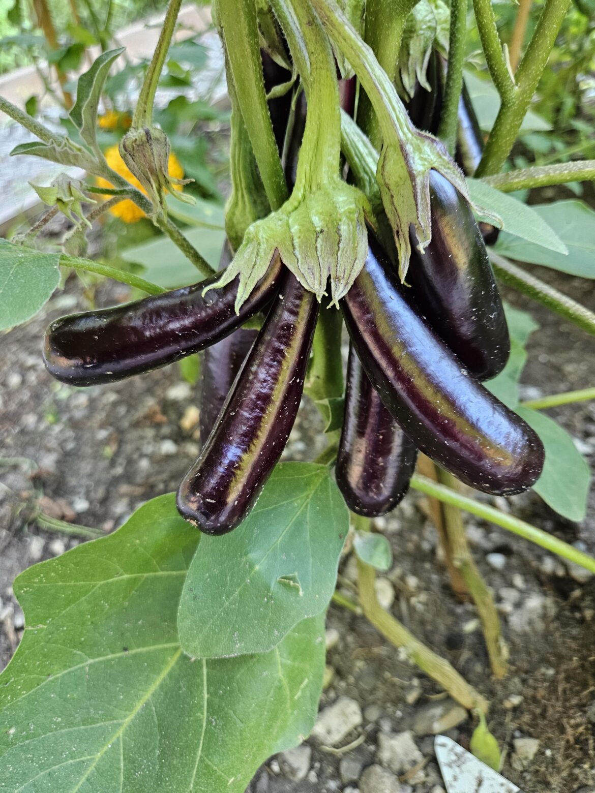 Two weeks growth and I think its finally time to name the triplets. Any suggestions?