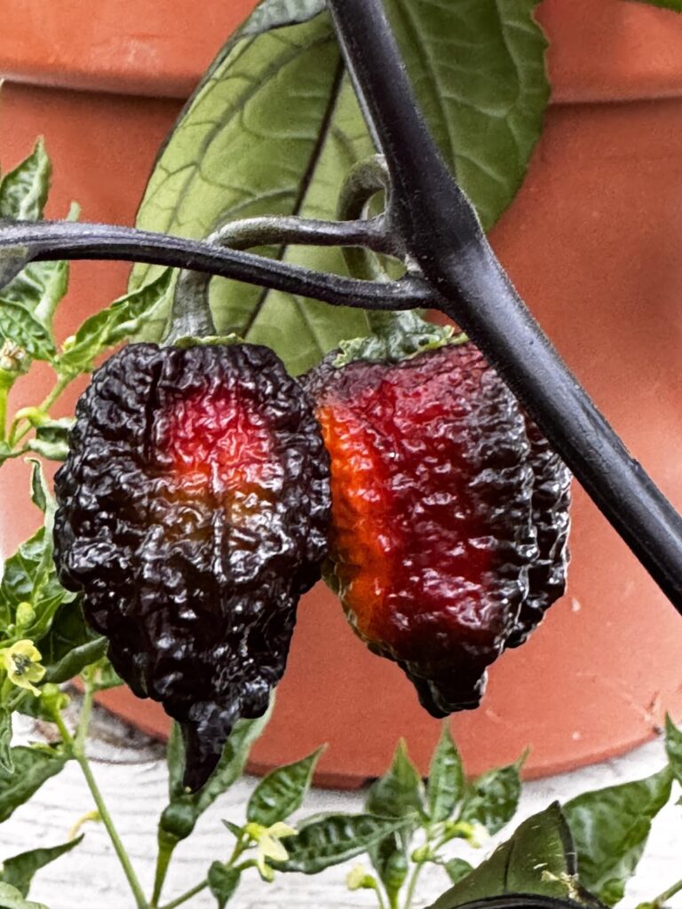 I think scorpion varieties phenos are my favorite to grow. Can’t eat them for shit