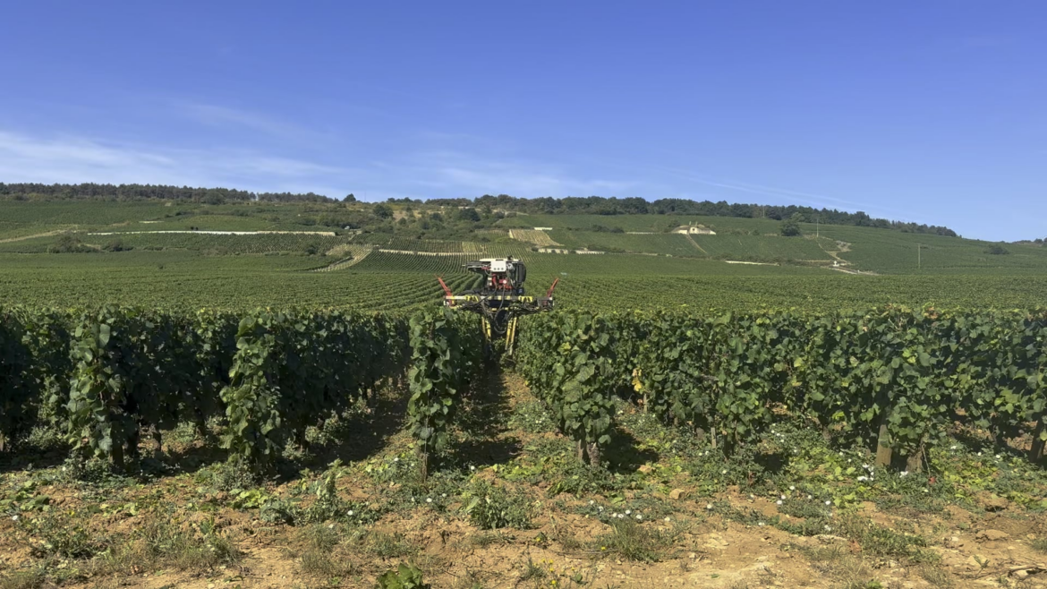 Quiz: who knows the vineyard?