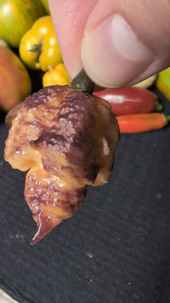 Just got my first ripe pockmark peach