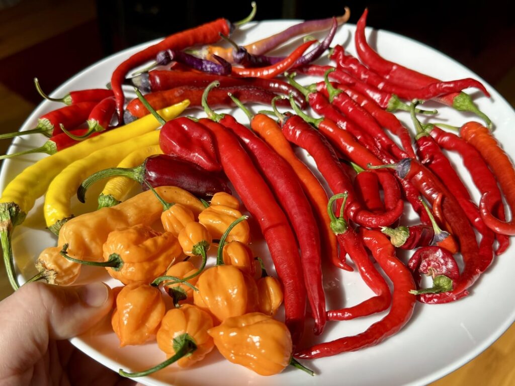 Let's ferment some peppers