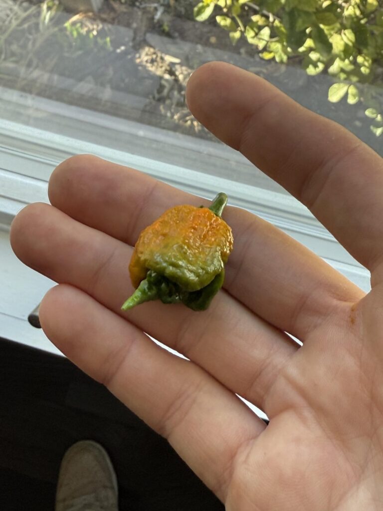 Hot hot can I expect this little fucker to be?