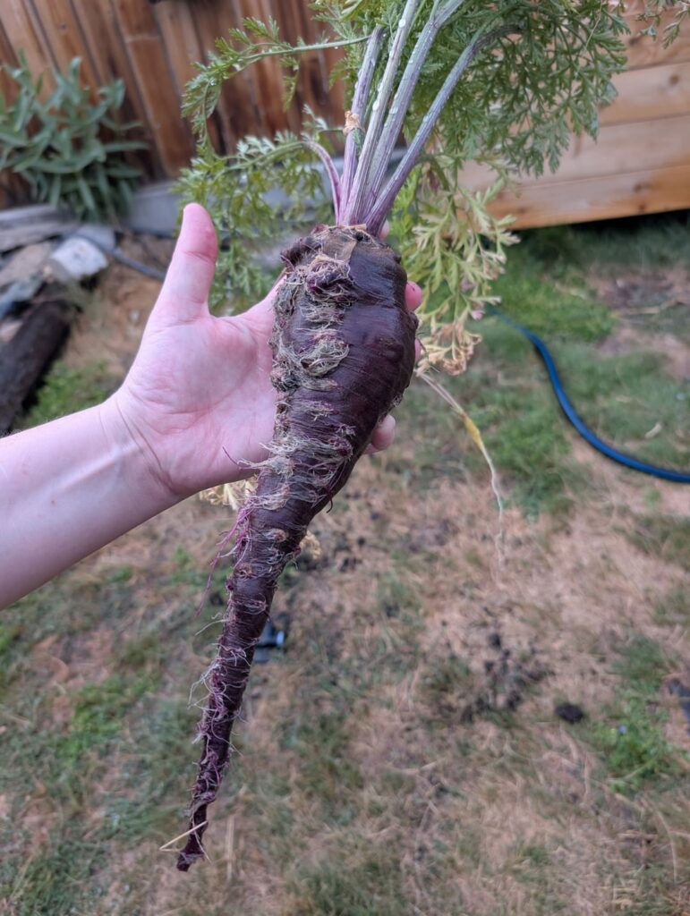 Is this carrot ok? First time carrot harvesting.