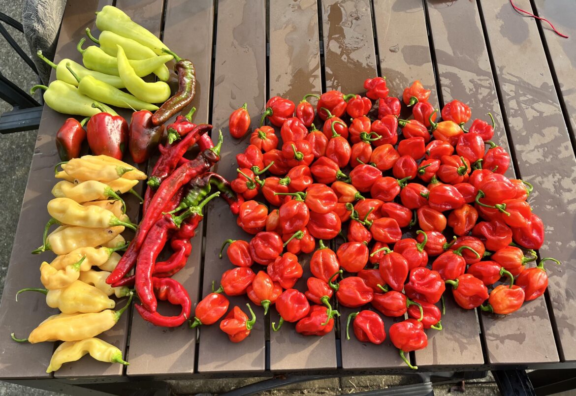 Picked some peppers this morning