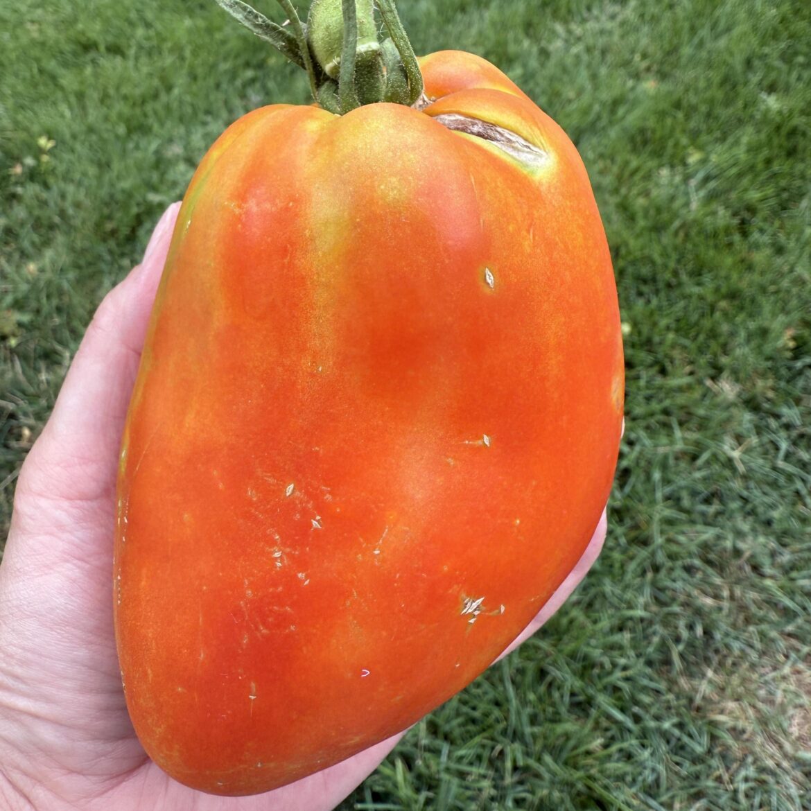 Meet my first “Giant Italian Paste” Meet my first “Giant Italian Paste”