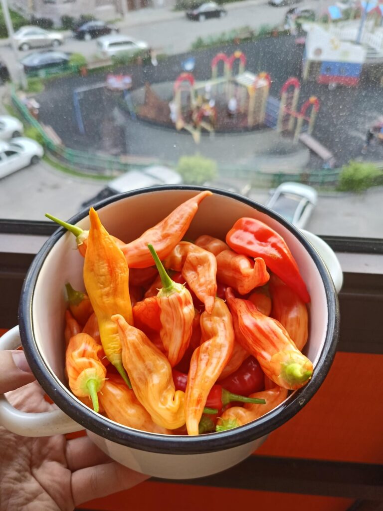 My first proper harvest