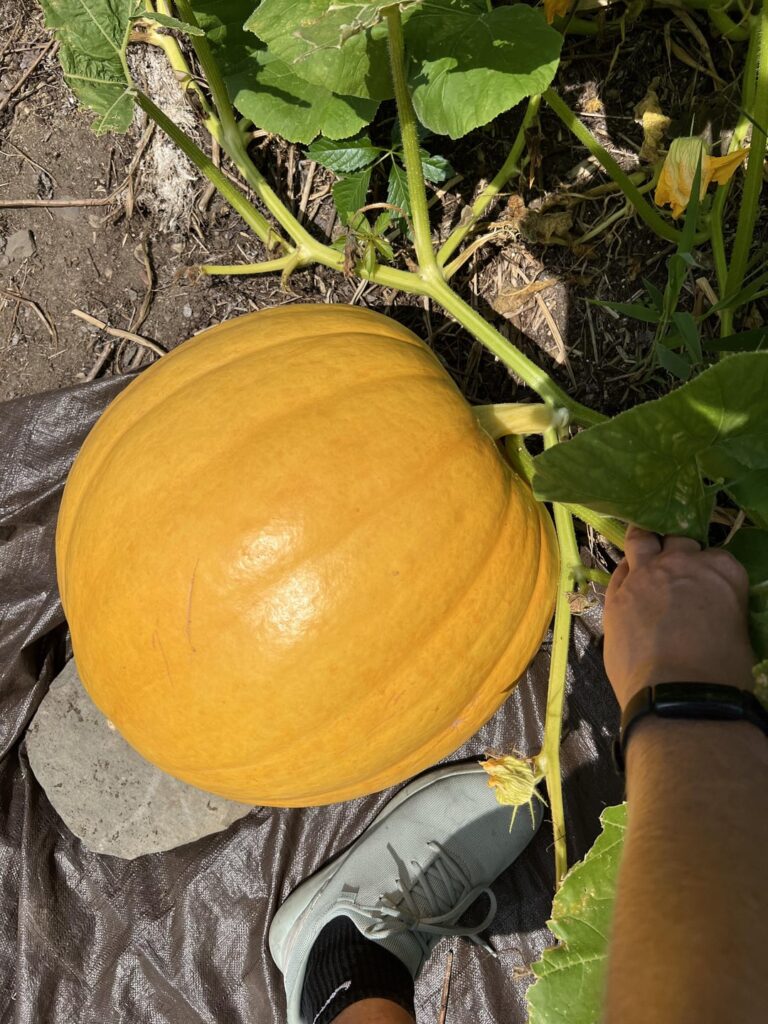 It’s actually happening 🎃