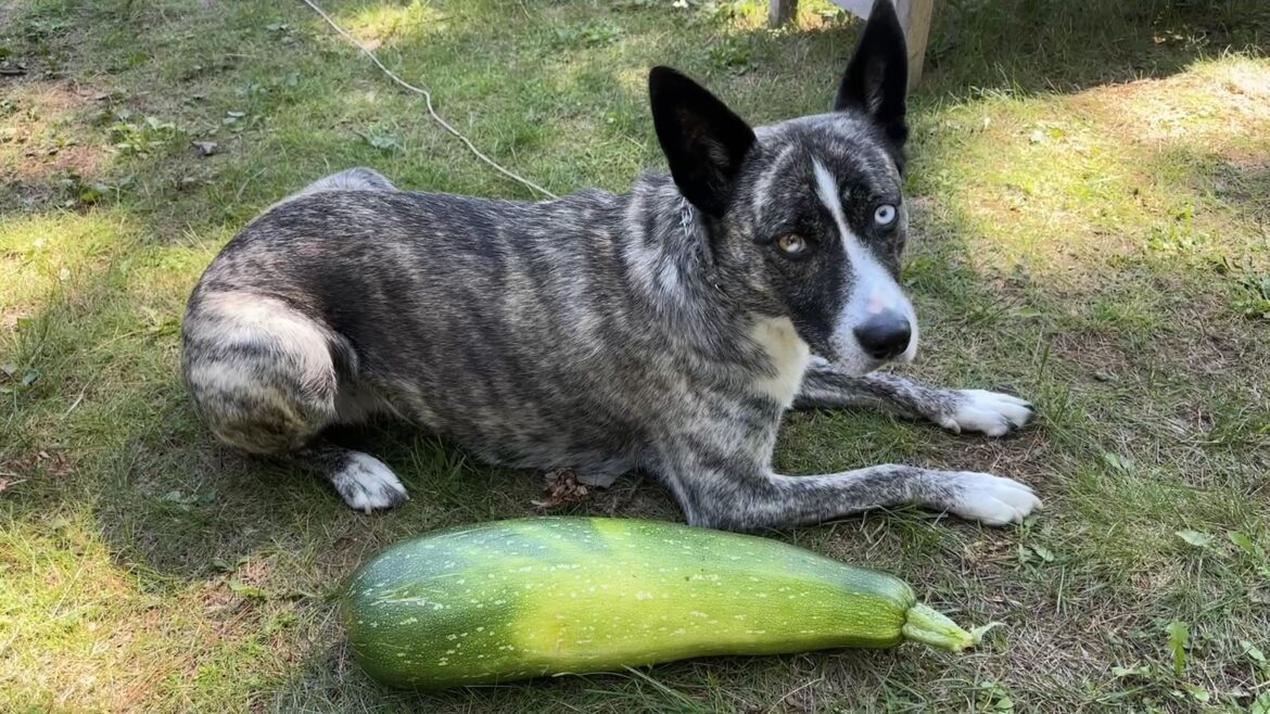 Missed a zucchini, dog for scale