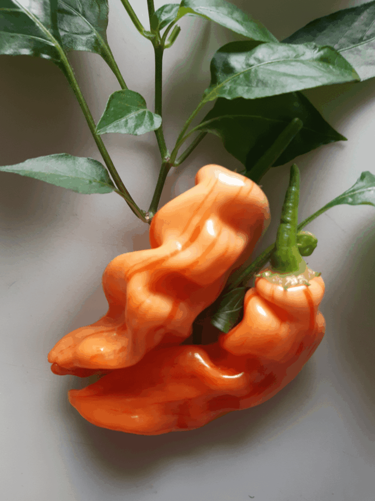 Just want to show off these beauties