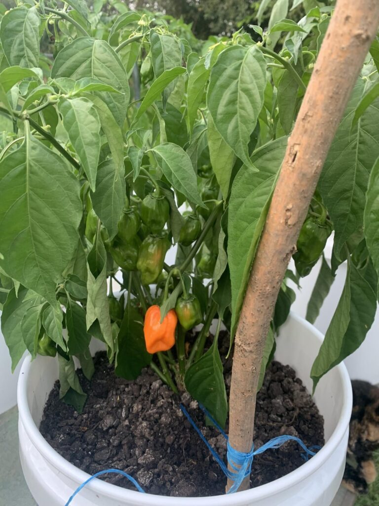What are these peppers. My first year growing peppers and I purchased about 50 distressed pepper plants very cheap. These are two I have not been able to identify. Thank you