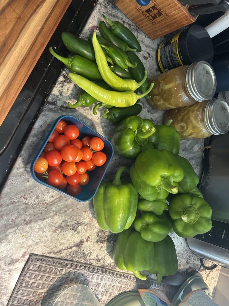 They told me that bell pepper plants would have a smaller yield….