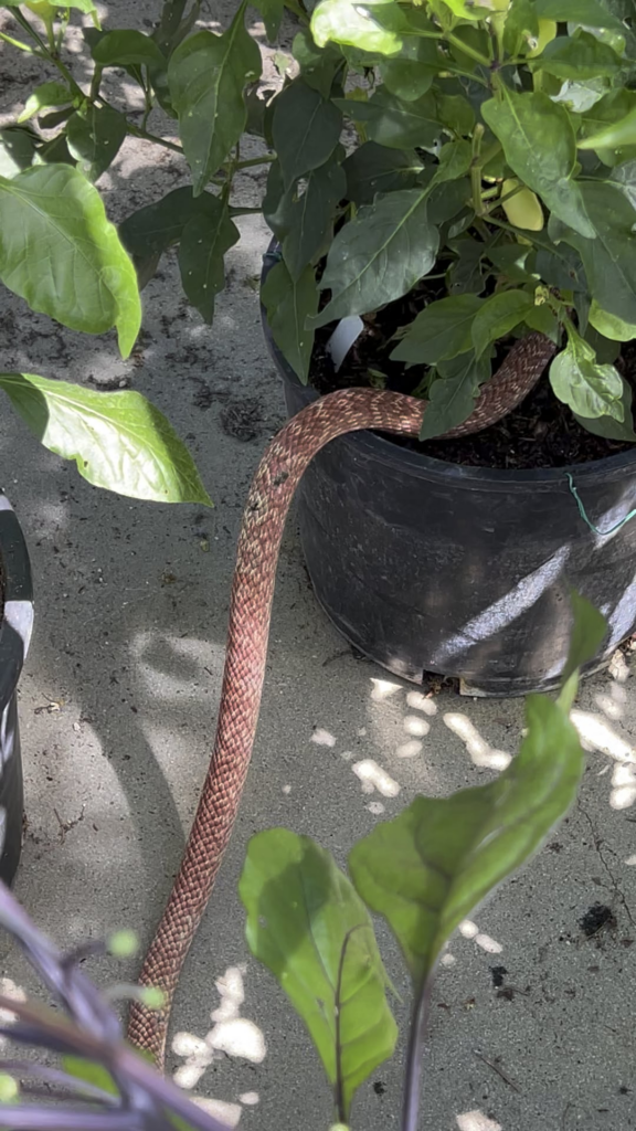 Will these eat my peppers?