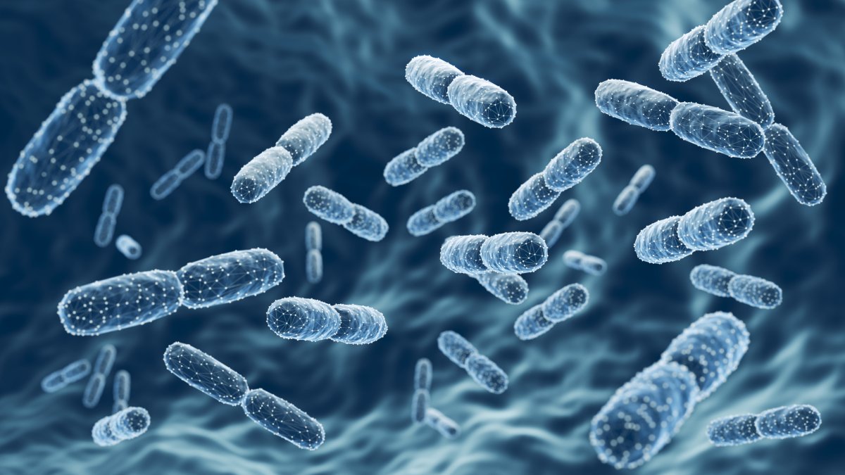 Bacteria