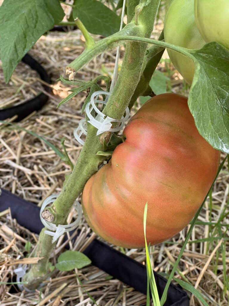 FINALLY!!!❤️🍅