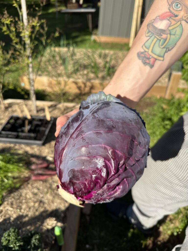 When I started my veggie garden I had 1 main goal.