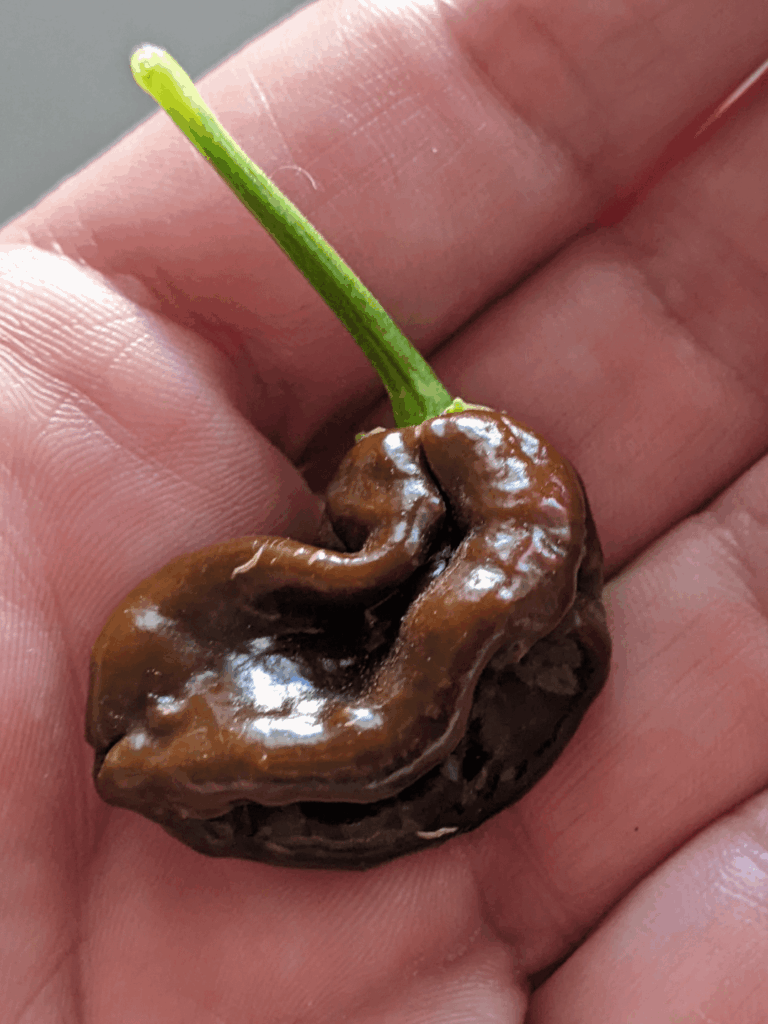 This plant was labelled as a scorpion but I think it's just a chocolate habanero.