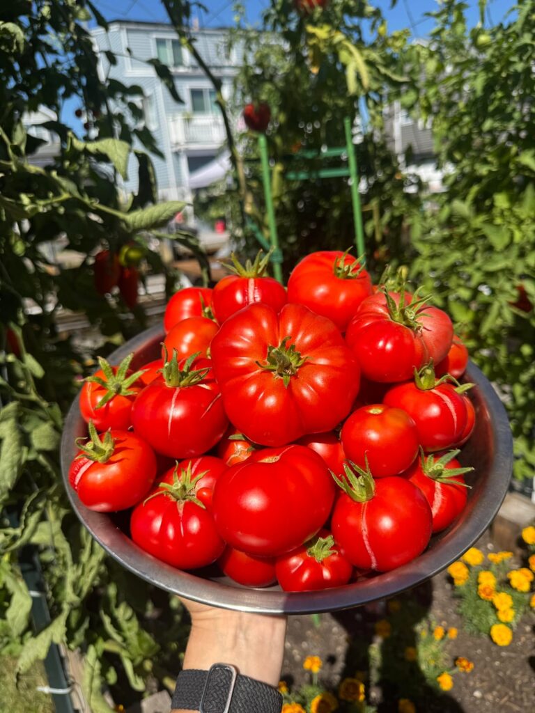 Tomato trellis is producing!