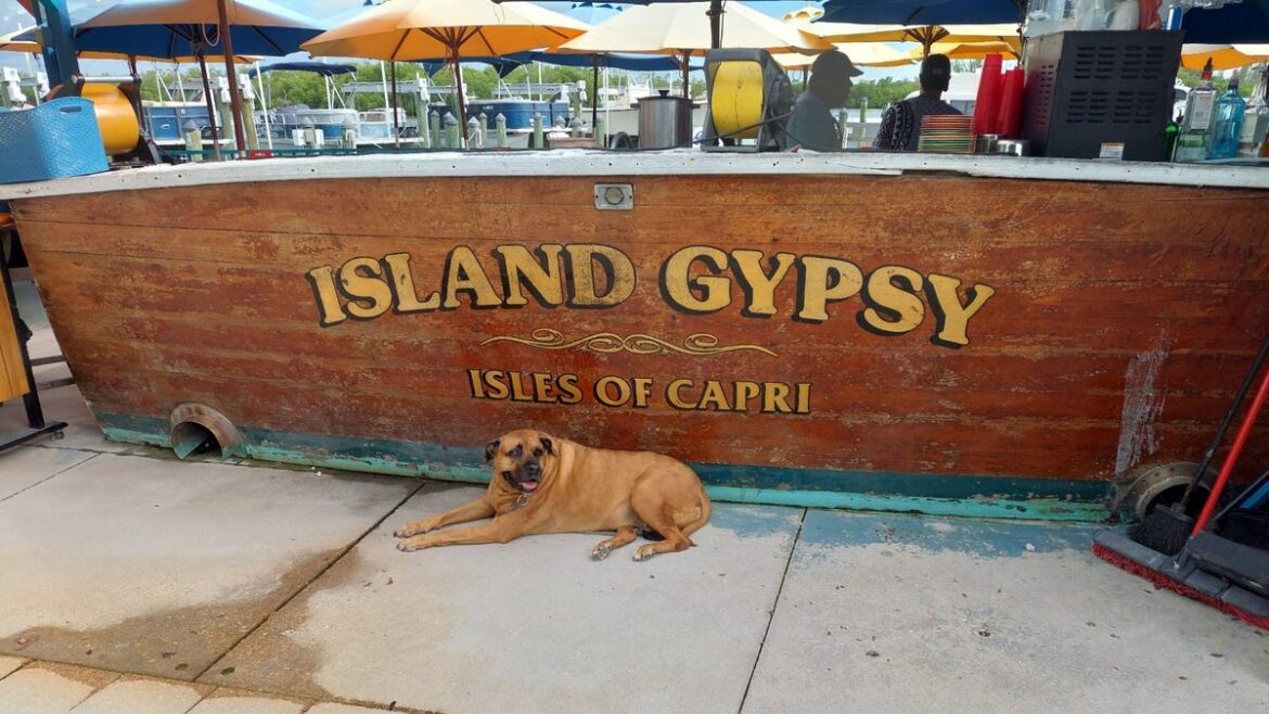 4 deals, Island Gypsy fundraiser, French lunch, freebies
